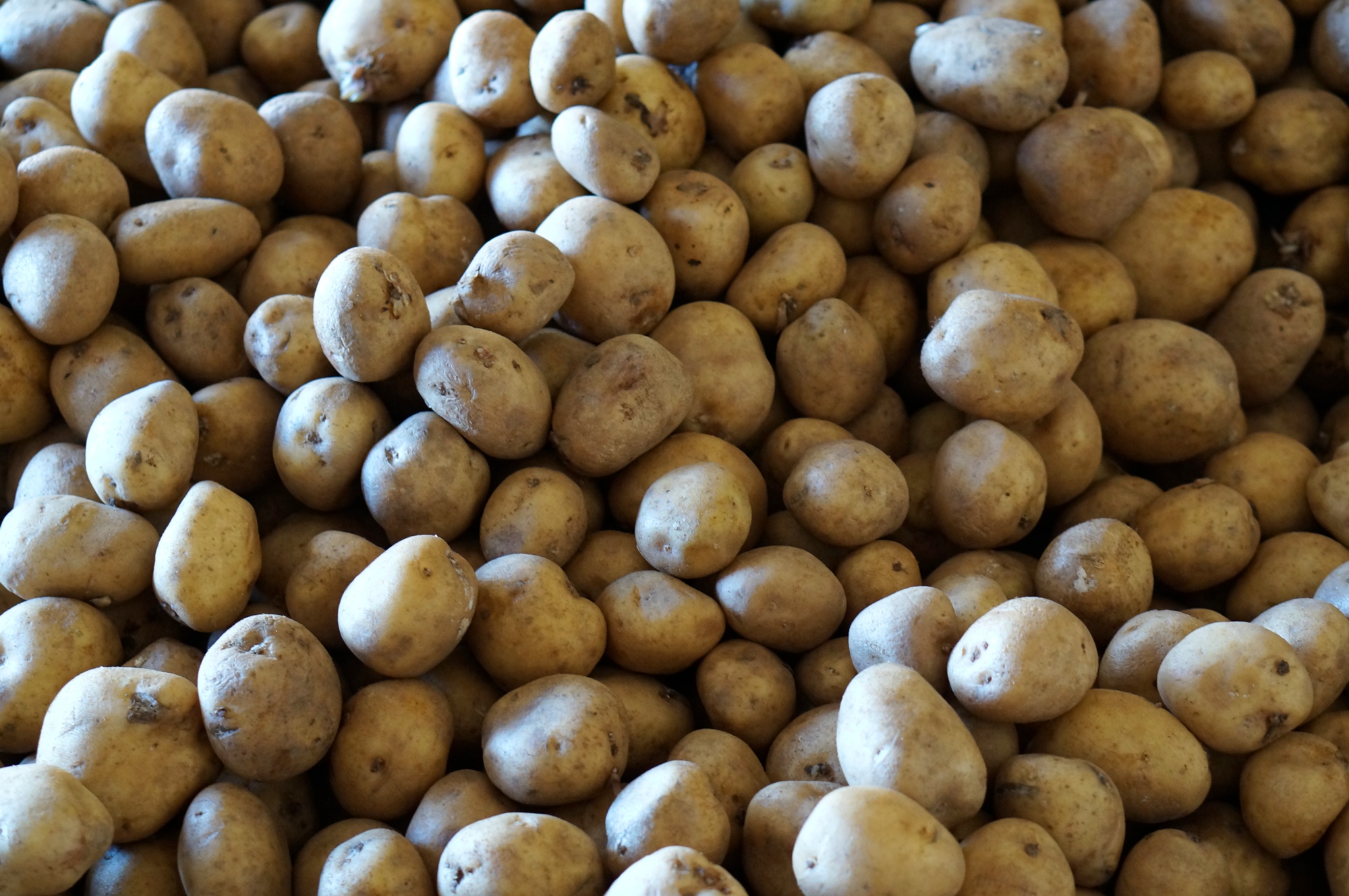 Seed potatoes for planting for fries and chips