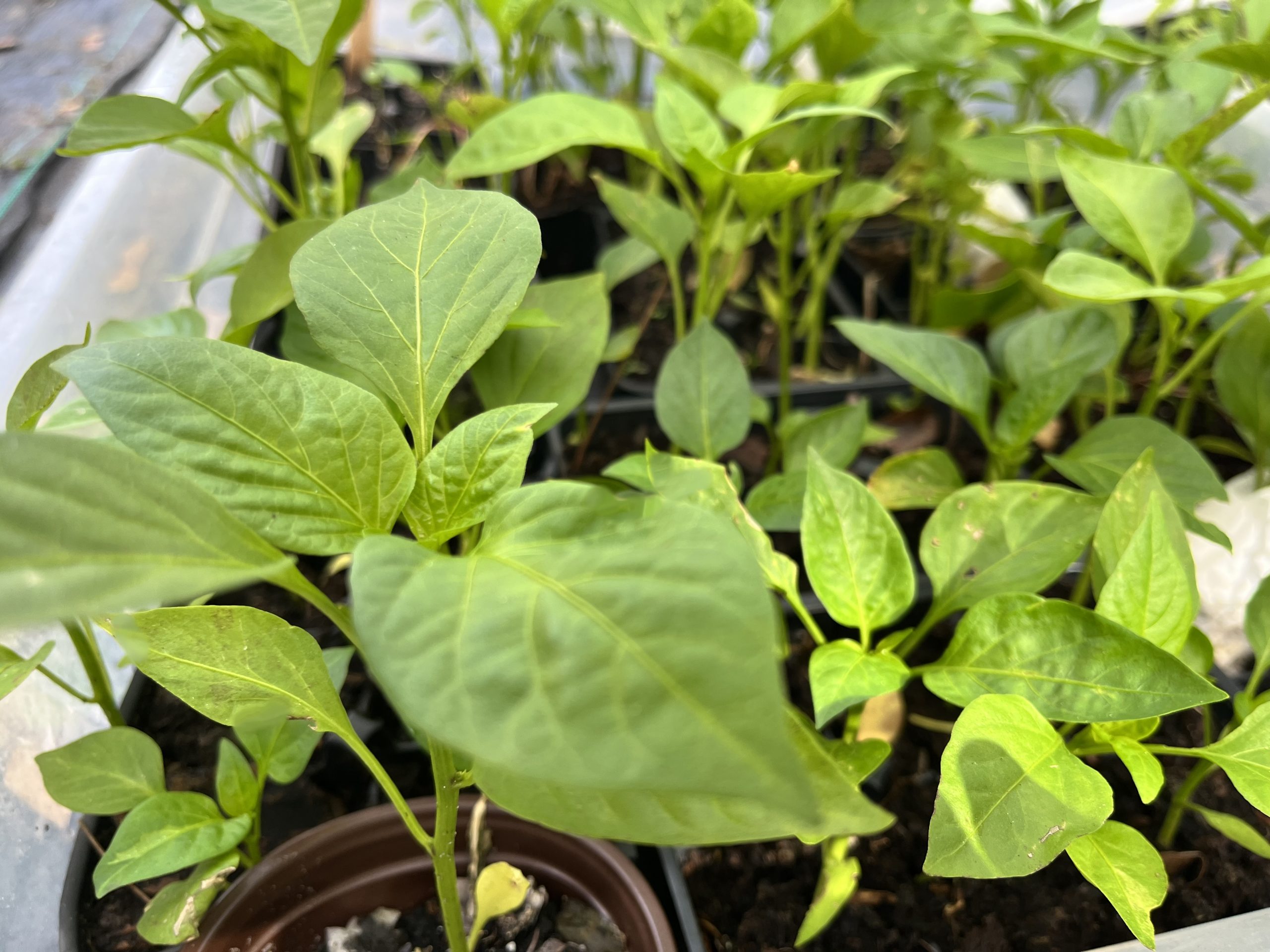 datil pepper plants